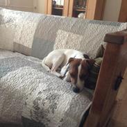 Jack russell terrier Bobo