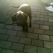 Blanding af racer Freja (mussepigen)