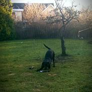 Blanding af racer Freja (mussepigen)