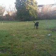 Blanding af racer Freja (mussepigen)