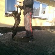 Blanding af racer Freja (mussepigen)