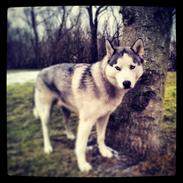 Siberian husky Amon