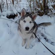 Siberian husky Amon