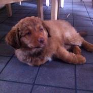 Nova scotia duck tolling retriever Sif