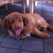 Nova scotia duck tolling retriever Sif