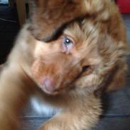 Nova scotia duck tolling retriever Sif