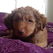 Nova scotia duck tolling retriever Sif