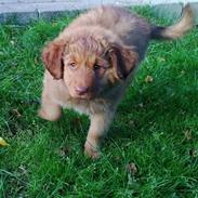 Nova scotia duck tolling retriever Sif