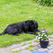 Labrador retriever Blackie