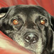 Labrador retriever Blackie