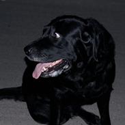 Labrador retriever Blackie