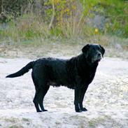 Labrador retriever Blackie