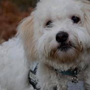 Coton de tulear Bimmer