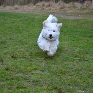 Coton de tulear Bimmer