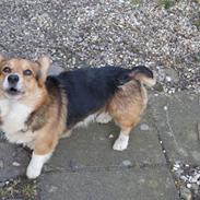 Welsh corgi pembroke Gaucho
