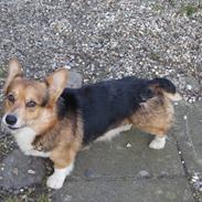 Welsh corgi pembroke Gaucho