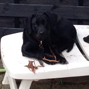 Labrador retriever Yoda