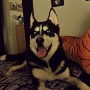 Siberian husky Diesel