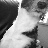 Blanding af racer Kenzo