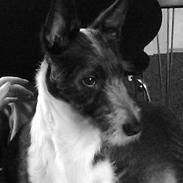 Blanding af racer Kenzo