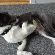 Blanding af racer Kenzo