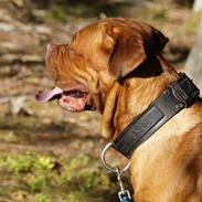 Dogue de bordeaux Max