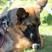 Schæferhund Wilma (Leri Helena)