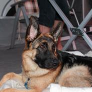 Schæferhund Wilma (Leri Helena)