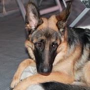 Schæferhund Wilma (Leri Helena)