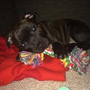 Staffordshire bull terrier Amazingstaffs Impressive X - Charlie