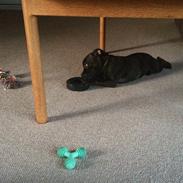 Staffordshire bull terrier Amazingstaffs Impressive X - Charlie