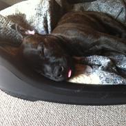 Staffordshire bull terrier Amazingstaffs Impressive X - Charlie