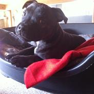 Staffordshire bull terrier Amazingstaffs Impressive X - Charlie