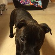 Staffordshire bull terrier Amazingstaffs Impressive X - Charlie