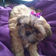 Shih tzu Fonvig's Phoebe