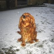 Cavalier king charles spaniel Charlie