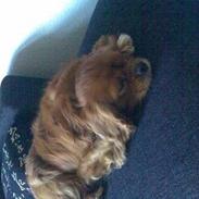 Cavalier king charles spaniel Charlie