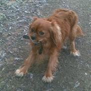 Cavalier king charles spaniel Charlie