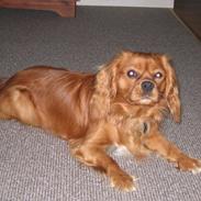 Cavalier king charles spaniel Charlie