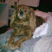 Cavalier king charles spaniel Charlie