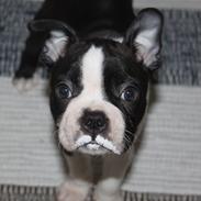 Boston terrier Uffe