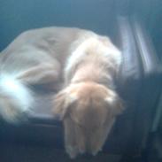 Blanding af racer Dingo