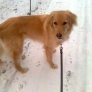 Blanding af racer Dingo