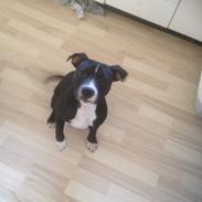 Staffordshire bull terrier Amazing Shark (Berta)