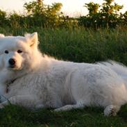 Samojedhund Aya