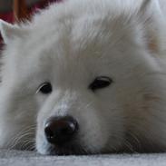 Samojedhund Aya