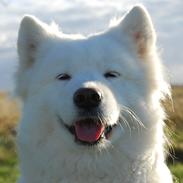 Samojedhund Aya