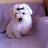 Bichon havanais Ice Crystall