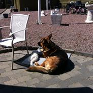 Bichon havanais Ice Crystall