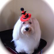 Bichon havanais Ice Crystall